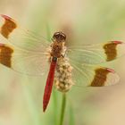 Gebänderte Heidelibelle (Sympetrum pedemontanum), Männchen