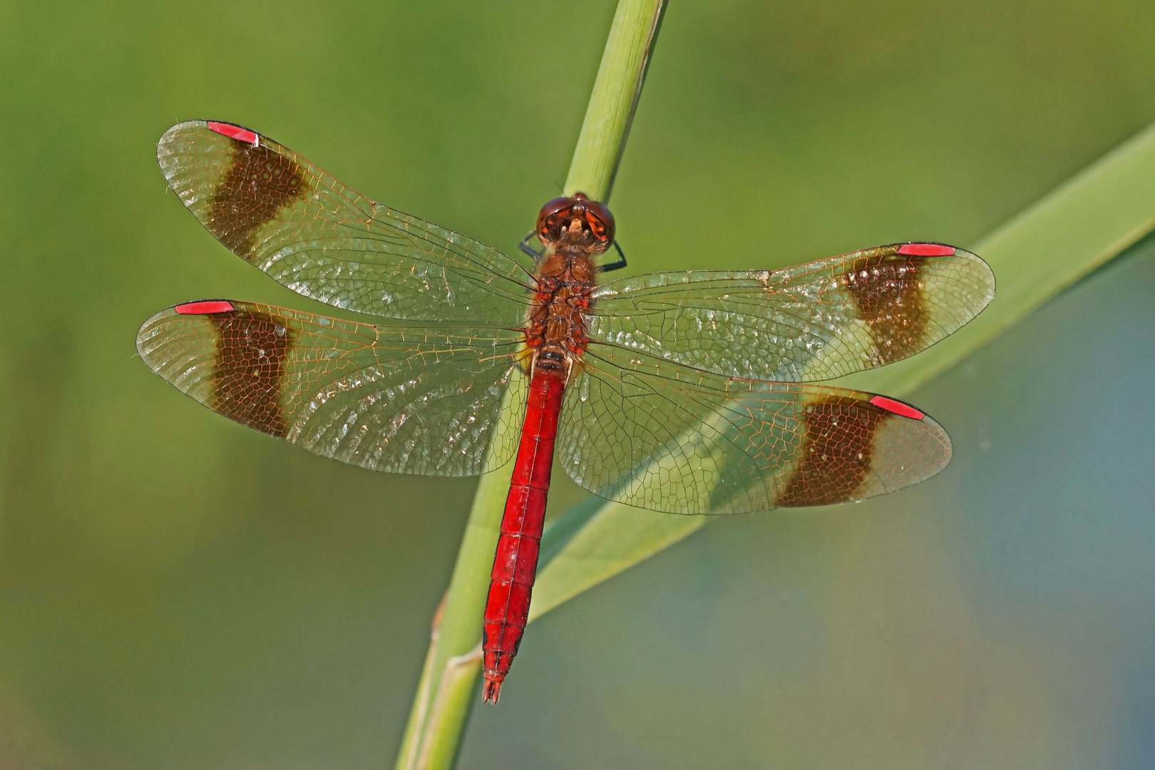 Gebänderte Heidelibelle (Sympetrum pedemontanum), Männchen