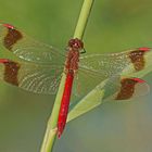 Gebänderte Heidelibelle (Sympetrum pedemontanum), Männchen