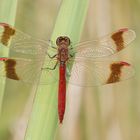 Gebänderte Heidelibelle (Sympetrum pedemontanum), Männchen