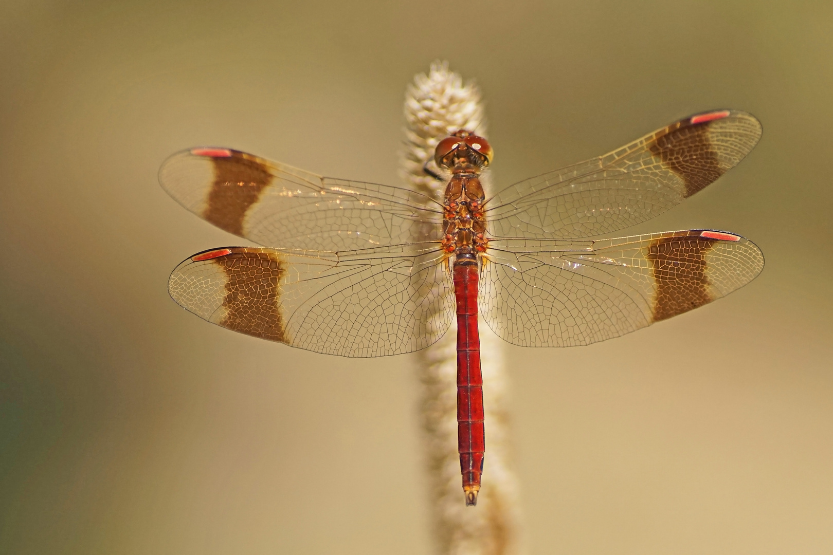 Gebänderte Heidelibelle (Sympetrum pedemontanum), Männchen