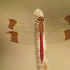 Gebänderte Heidelibelle (Sympetrum pedemontanum), Männchen