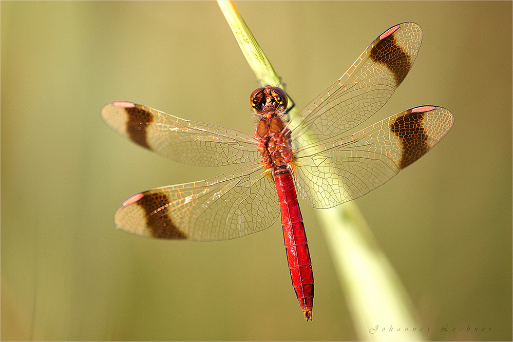 Gebänderte Heidelibelle (Sympetrum pedemontanum), Männchen