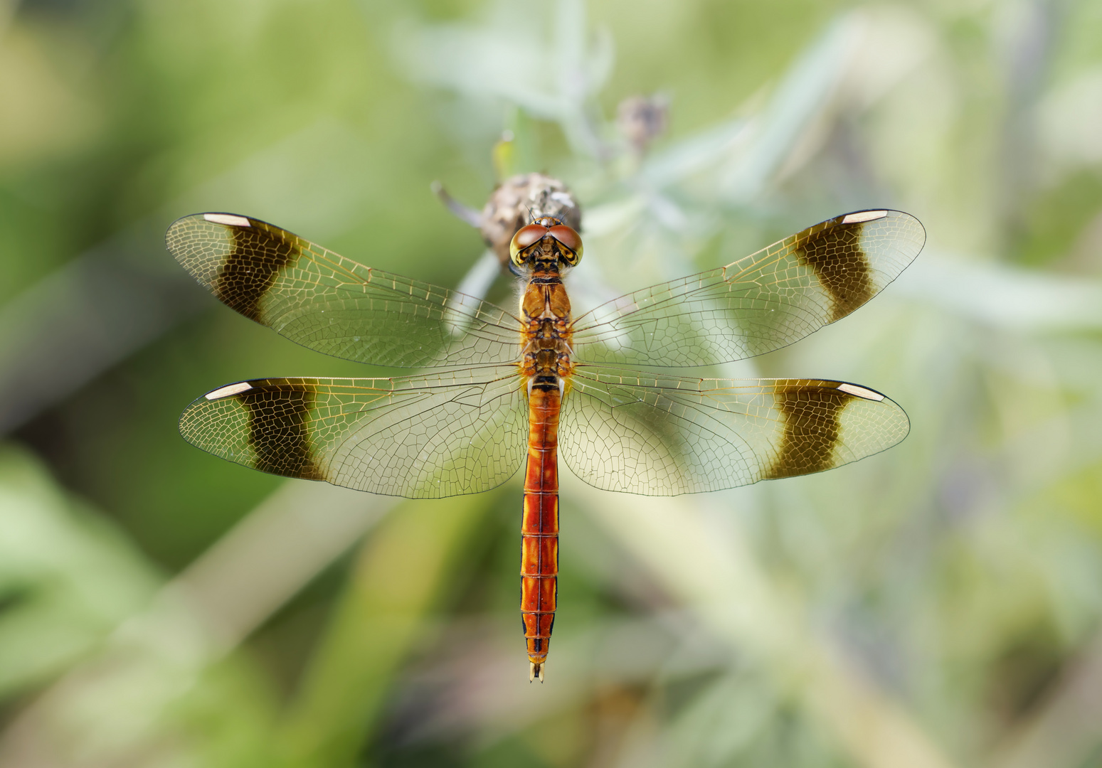 Gebänderte Heidelibelle (Sympetrum pedemontanum), Männchen 