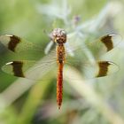 Gebänderte Heidelibelle (Sympetrum pedemontanum), Männchen 