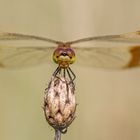 Gebänderte Heidelibelle (Sympetrum pedemontanum) W.