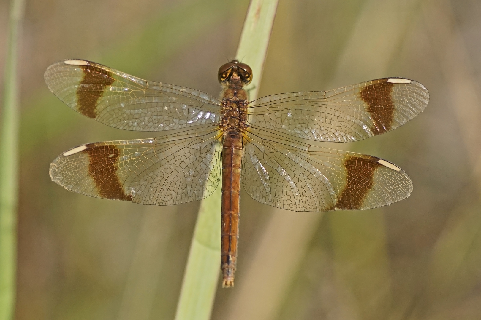 Gebänderte Heidelibelle (Sympetrum pedemontanum), Weibchen