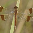 Gebänderte Heidelibelle (Sympetrum pedemontanum), Weibchen