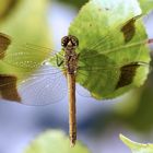 Gebänderte Heidelibelle (Sympetrum pedemontanum), Weibchen