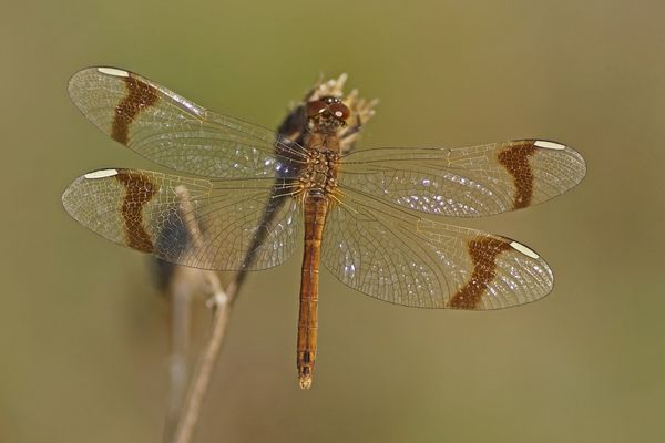 Gebänderte Heidelibelle (Sympetrum pedemontanum), Weibchen