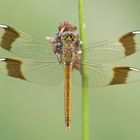 Gebänderte Heidelibelle (Sympetrum pedemontanum), Weibchen