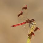 Gebänderte Heidelibelle (Sympetrum podemontanum)