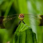 Gebänderte Heidelibelle - Weibchen (2)