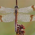 Gebänderte Heidelibelle Weibchen