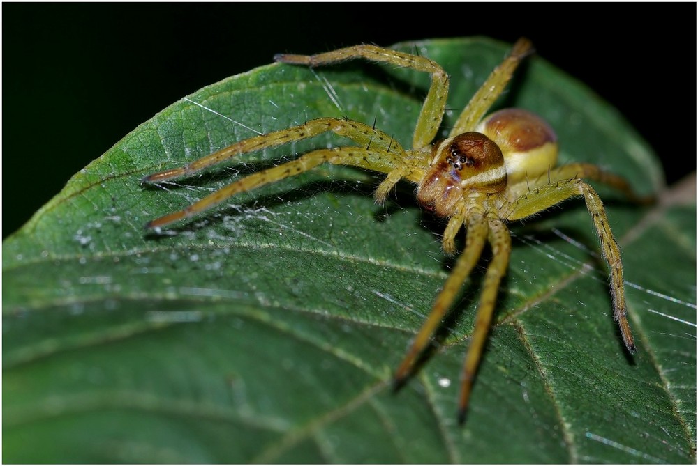 gebänderte Jagdspinne (2)