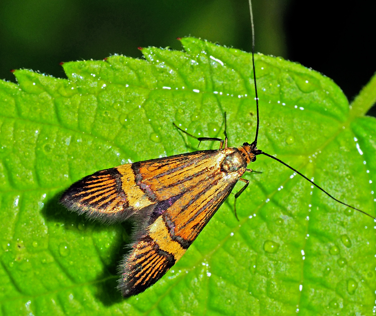 Gebänderte Langhornmotte (Nemophora degeerella). 