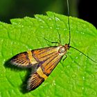 Gebänderte Langhornmotte (Nemophora degeerella). 