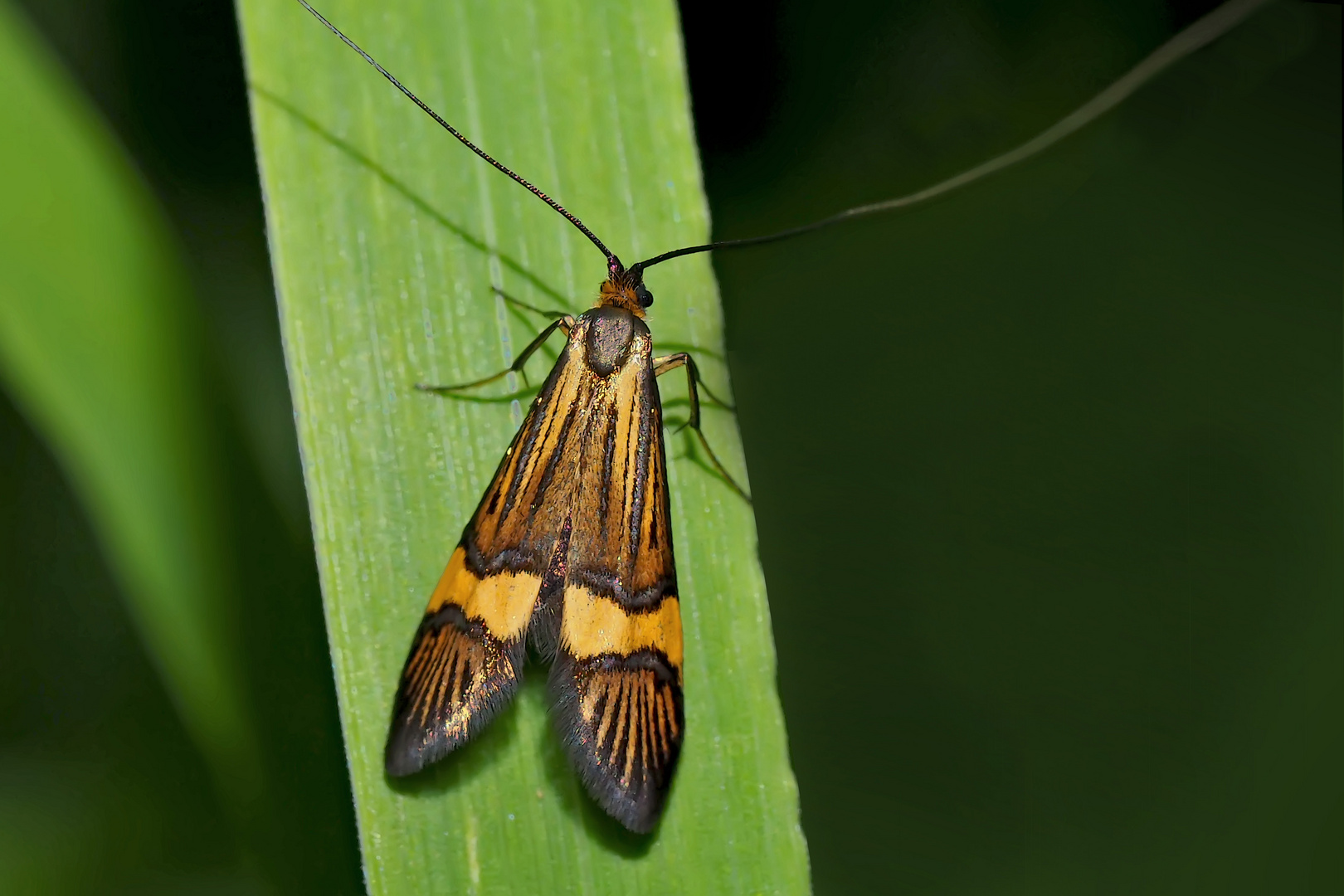 Gebänderte Langhornmotte (Nemophora degeerella, scopolii oder deceptoriella)* - La coquille d'or.