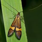 Gebänderte Langhornmotte (Nemophora degeerella, scopolii oder deceptoriella)* - La coquille d'or.