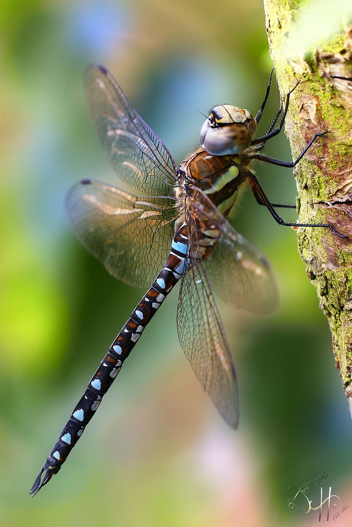 Gebänderte Libelle 