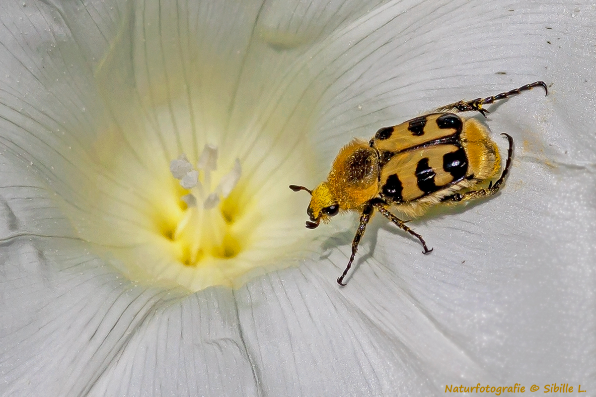 Gebänderte Pinselkäfer (Trichius fasciatus)