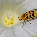 Gebänderte Pinselkäfer (Trichius fasciatus)