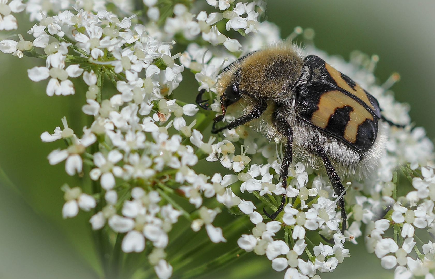 Gebänderte Pinselkäfer (Trichius fasciatus)