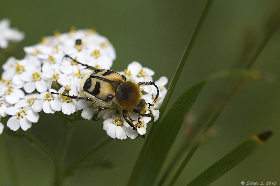 Gebänderte Pinselkäfer (Trichius fasciatus