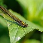 Gebänderte Prachlibelle (Calopterix splendens)....