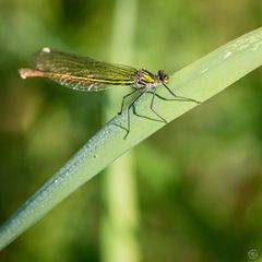 Gebänderte Prachlibelle (female) War Goldgrüne Smaragdlibelle