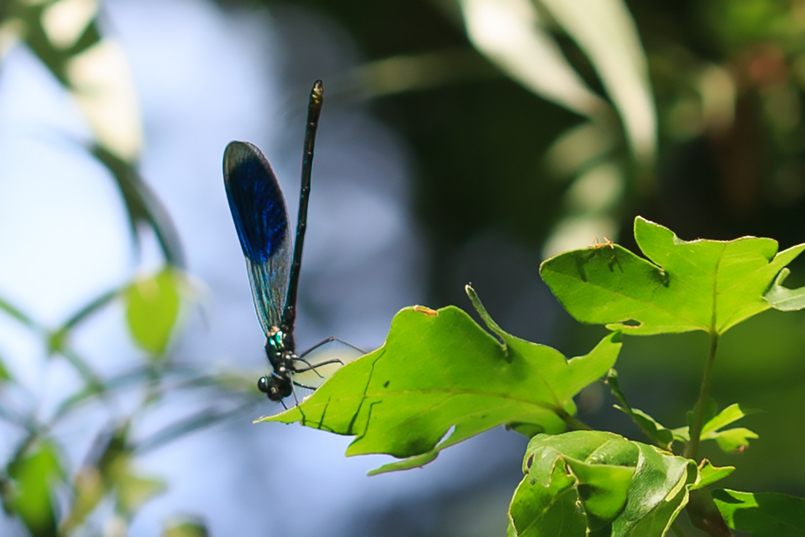 Gebänderte-Prachtlbelle (Calopteryx splendens) Kopfstand