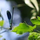 Gebänderte-Prachtlbelle (Calopteryx splendens) Kopfstand