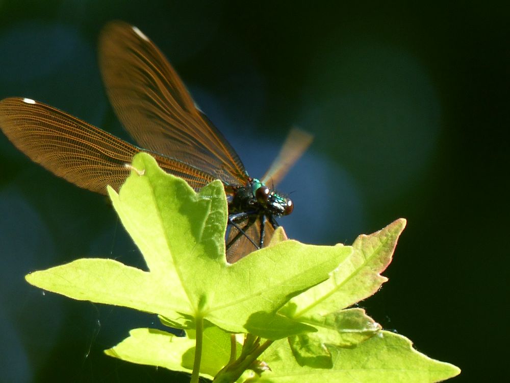 Gebänderte Prachtlibelle