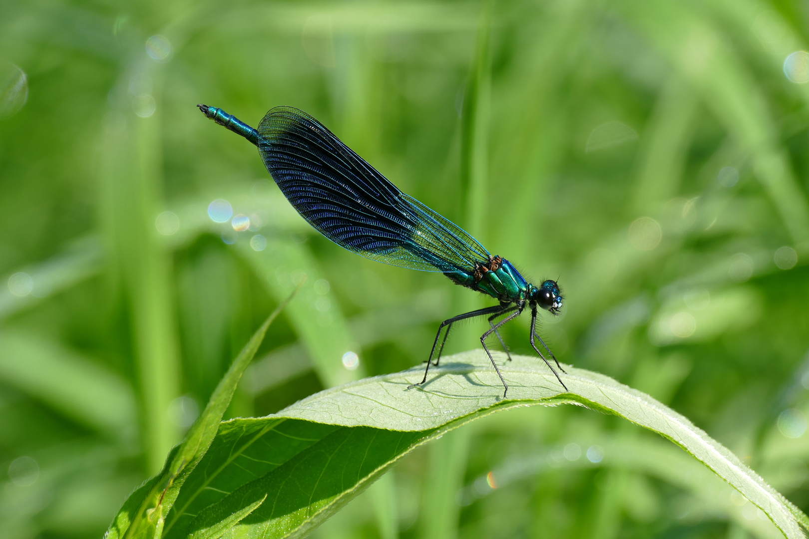 Gebänderte Prachtlibelle