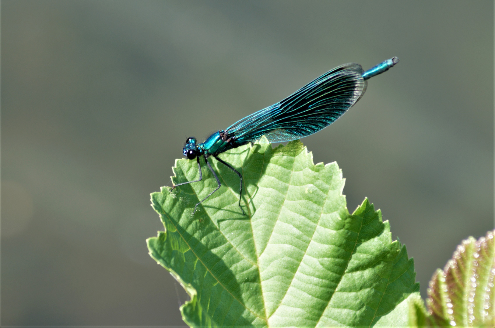 Gebänderte Prachtlibelle