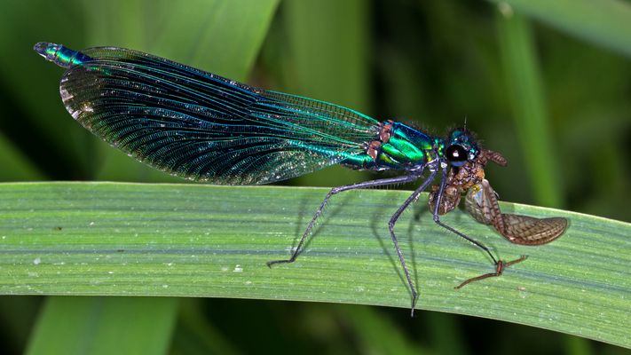 Gebänderte Prachtlibelle