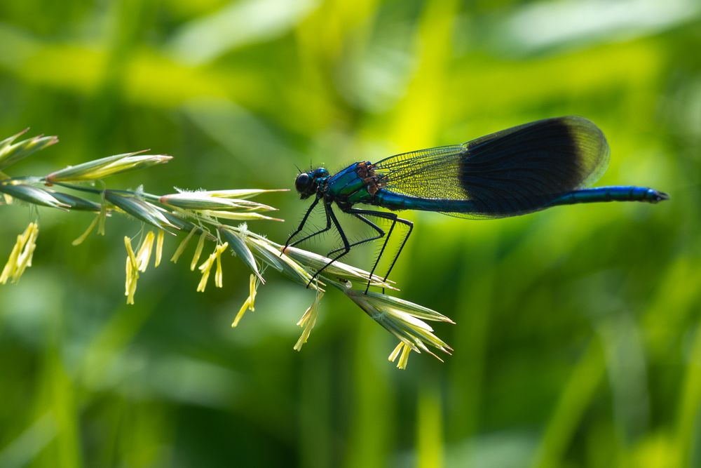 gebänderte Prachtlibelle