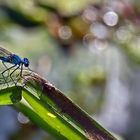 GEBÄNDERTE PRACHTLIBELLE  (2)