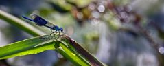 GEBÄNDERTE PRACHTLIBELLE  (2)