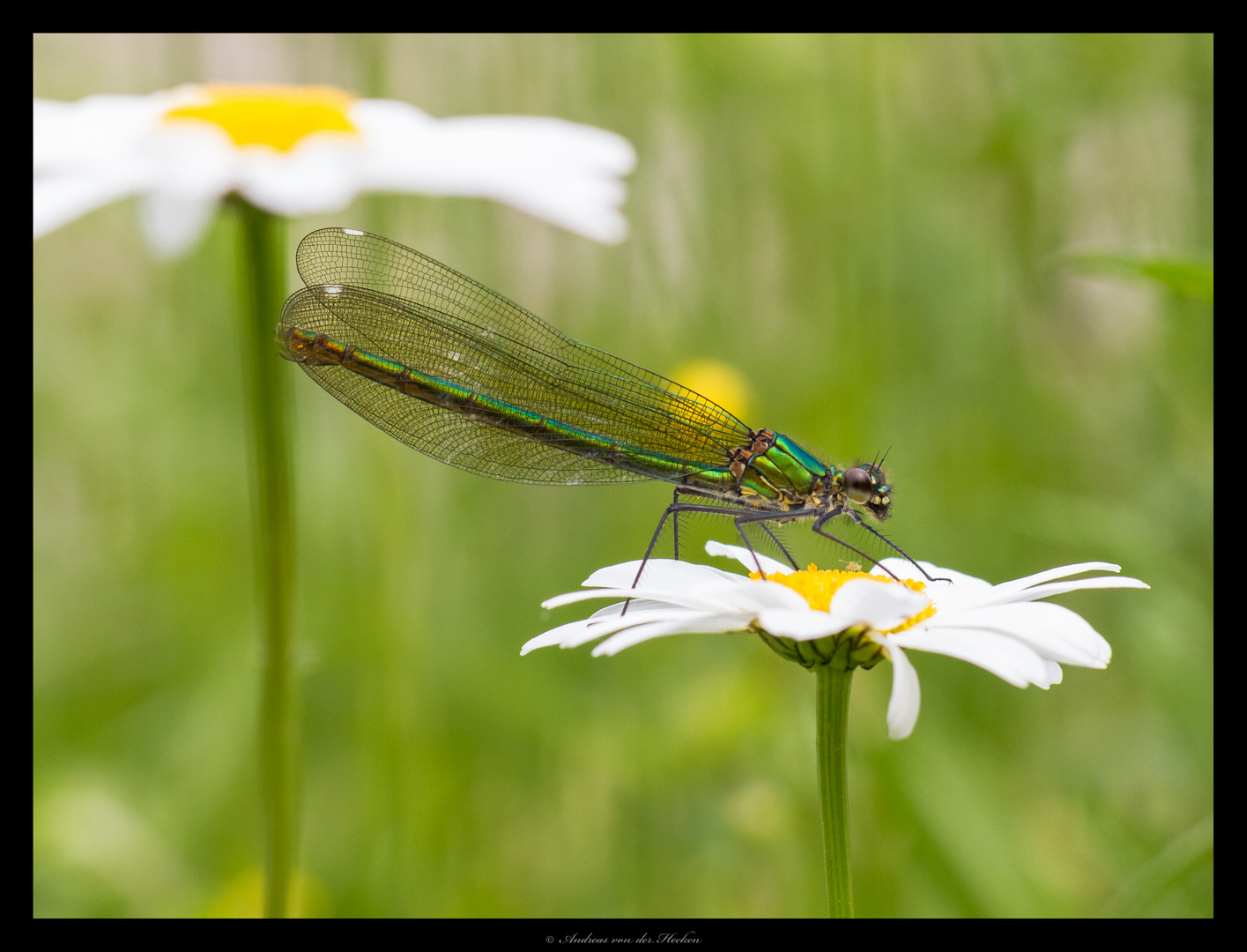 Gebänderte Prachtlibelle 2 (Calopteryx splendens)