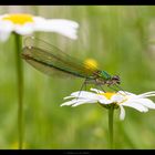 Gebänderte Prachtlibelle 2 (Calopteryx splendens)