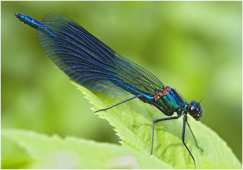 Gebänderte Prachtlibelle 2008, Männchen