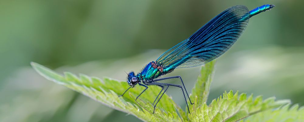 GEBÄNDERTE PRACHTLIBELLE