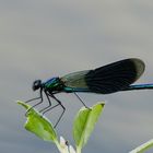 Gebänderte Prachtlibelle.