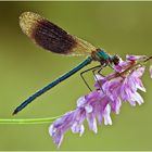 Gebänderte Prachtlibelle