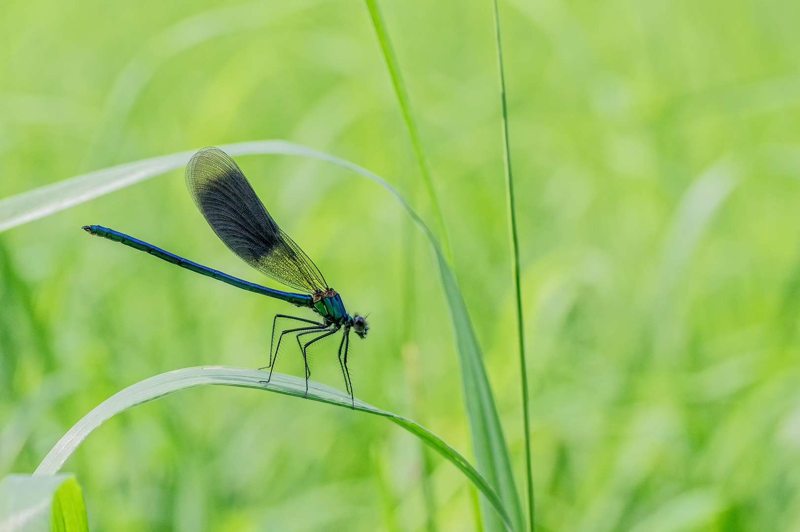 Gebänderte Prachtlibelle