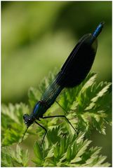 gebänderte Prachtlibelle