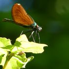 Gebänderte Prachtlibelle