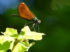 Gebänderte Prachtlibelle