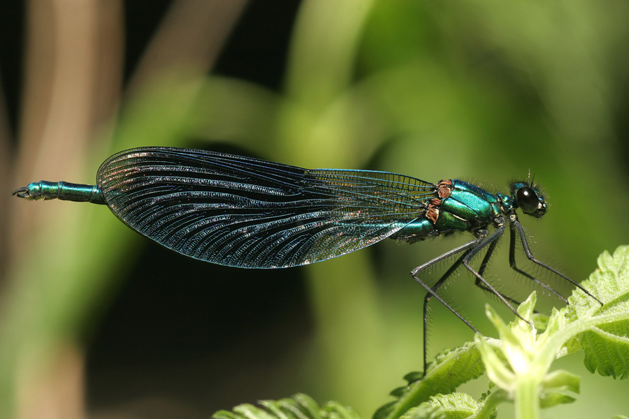 Gebänderte Prachtlibelle